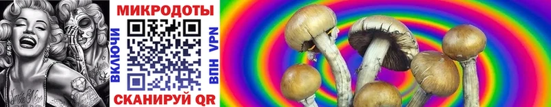 Купить  Рыбное  Псилоцибиновые грибы Cubensis 